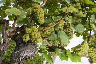 A bunch of Silvaner grapes