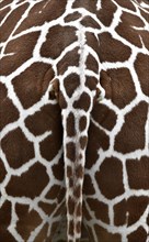 Tail of the Reticulated Giraffe (Giraffa camelopardalis reticulata)