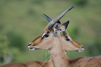 Mirror portrait of two impala stags (Aepyceros melampus)