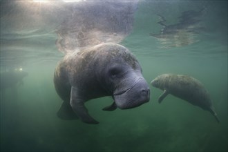 West Indian Manatees (Trichechus manatus)