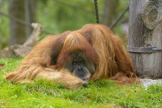 Orang-utan (Pongo) with cheek pads lying in the grass sleeping