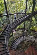 Stairs to the treetops