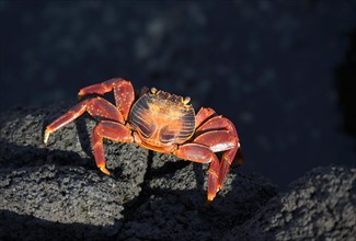 Sally Lightfoot crab (Grapsus grapsus) on black lava rock