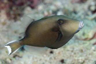 Flagtail Triggerfish (Sufflamen chrysopterum)