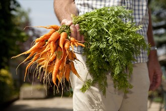 Home grown bunch of carrots held by a man