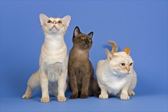 Three pedigree Burmese cats
