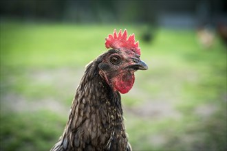 'Limousine Blue' hen on free-range poultry farm