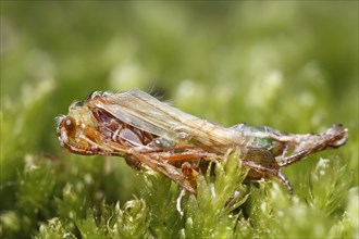 Caddisfly (Trichoptera) emerging