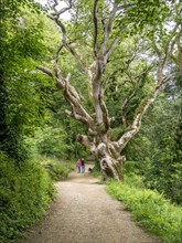 Old gnarled tree in the Lost Gardens of Heligan