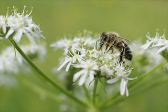 Honey Bee (Apis mellifera) feeding on nectar from a Hogweed flower (Heracleum sphondylium)