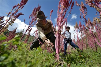 Farmer harvesting Quinoa (Chenopodium quinoa)