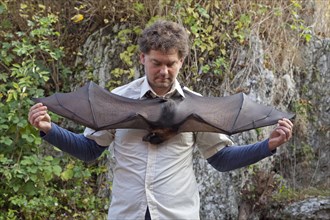 Man showing the wings of a Fruit Bat (Pteropodidae)