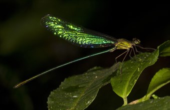 Dragonfly in the rainforest of Andasibe
