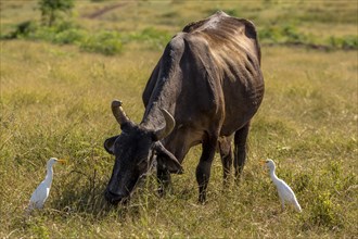 Cattle with Cattle Egrets (Bubulcus ibis)