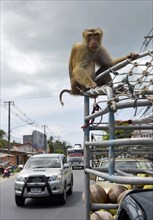 Northern pig-tailed macaque (Macaca leonina) on a pickup truck in traffic