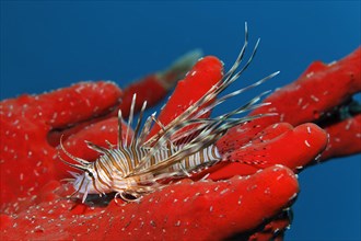 Young Red lionfish (Pterois volitans) on Toxic finger-sponge (Negombata magnifica)