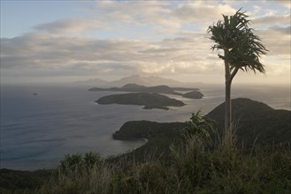 Pandanus tree high above the South Pacific