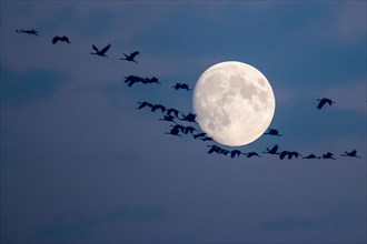 Common Cranes (Grus grus) in flight during full moon