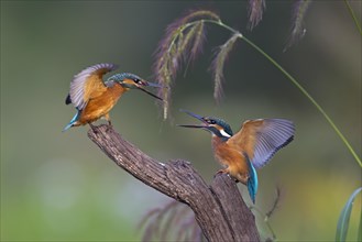 Kingfishers (Alcedo atthis)