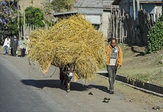 Donkey laden with straw