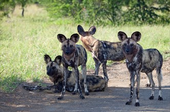 African wild dogs (Lycaon pictus)