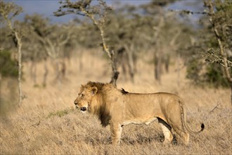 Masai Lion (Panthera leo nubica) adult male
