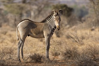 Grevy's Zebra (Equus grevyi)