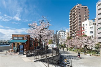 Sumida Park with flowering cherry trees