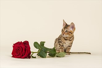 Bengal Kitten with rose