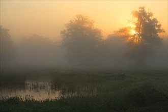 Meadow with backwater at sunrise in autumn fog in the floodplain landscape