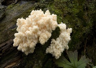 Coral Tooth (Hericium coralloides)