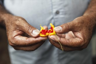 Man's hands holding the fruit of a Bitter Melon (Momordica charantia)