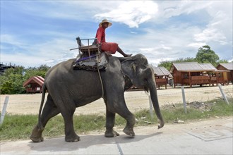 Man riding an elephant