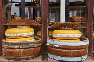 Cheese wheels in a cheese press