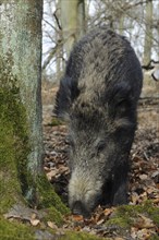 Wild Boar (Sus scrofa)