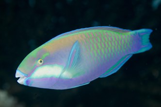 Bleeker's Parrotfish (Chlorurus bleekeri)