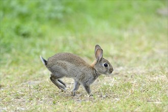 Hopping young European rabbit (Oryctolagus cuniculus)