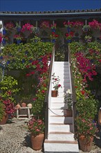 Flower-bedecked inner courtyard during the Fiesta de los Patios