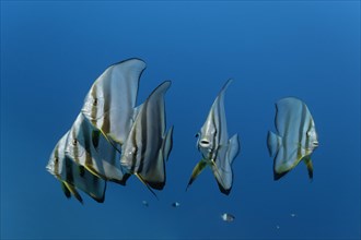 Swarm of Longfin Batfish (Platax teira)