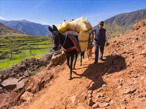 Man with a burro or pack mule carrying a heavy load on a path in the Atlas Mountains