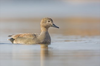 Gadwall (Anas strepera) male