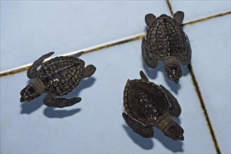 Olive ridley sea turtles (Lepidochelys olivacea) hatchlings