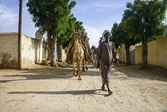 Camel caravan loaded with firewood walking through Keren