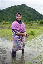 Farmer with rice seedlings in a flooded rice paddy