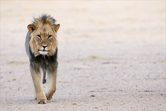 Transvaal Lion (Panthera leo krugeri) adult male