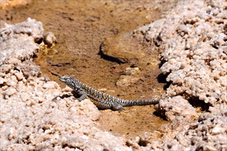Fabian's lizard (Liolaemus fabiani)