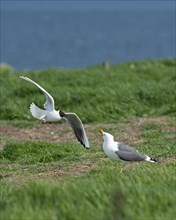 Black-headed Gull (Chroicocephalus ridibundus) mobbing Lesser Black-backed Gull (Larus fuscus) which was attempting to steal eggs