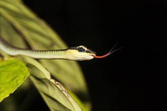 Elegant Bronze-back snake (Dendrelaphis formosus) flicking out red tongue