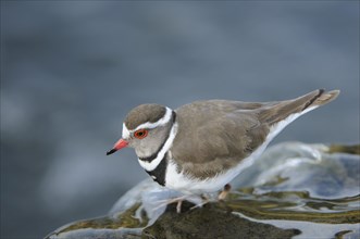 Three-banded plover (Charadrius tricollaris) on a rock in the river