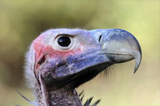 Lappet-faced Vulture (Aegypius tracheliotus syn Torgos tracheliotus)